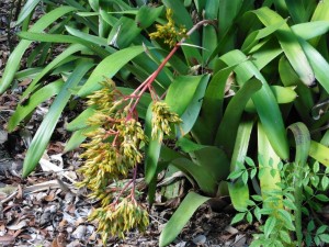 A fine specimen of Aechmea Rubens      
